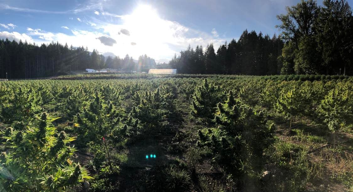 Dabble sign-in background