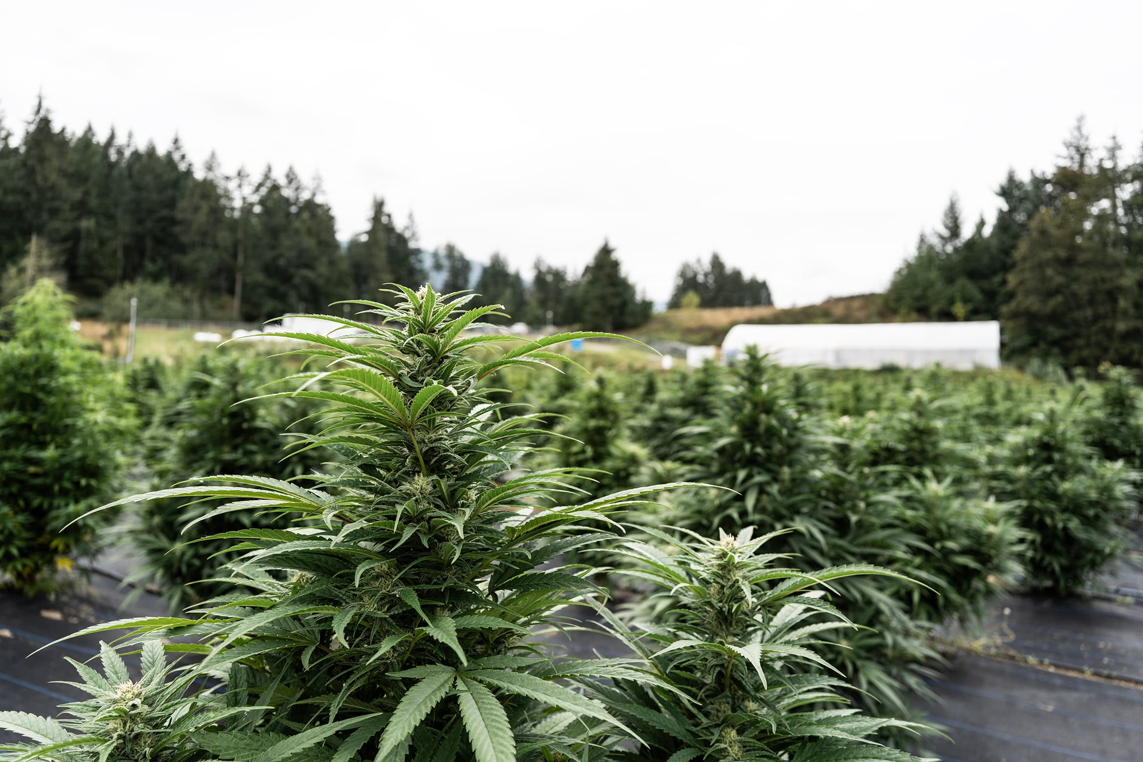 Password recovery background